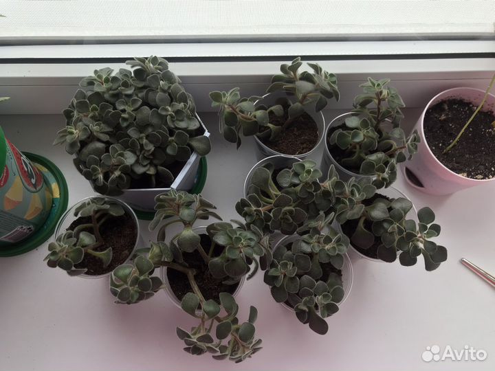 Дерево любви (аихризон)