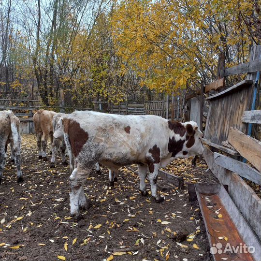 Бычки и быки