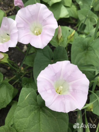 Красивая лиана