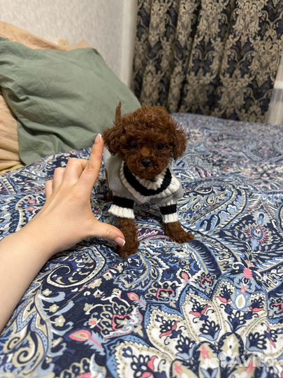 Мальчик пудель