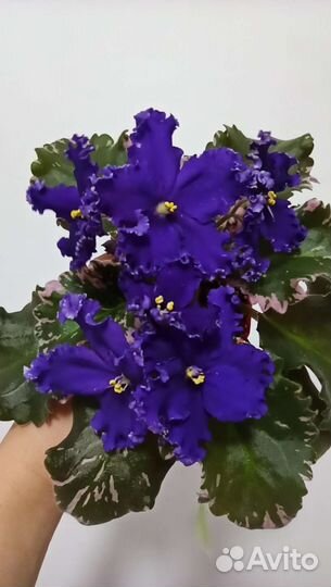 Сортовые фиалки. Симферополь