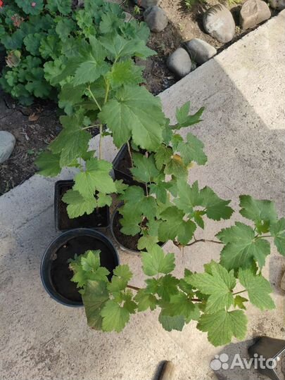 Саженцы черной смородины