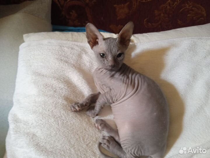 Котики донские