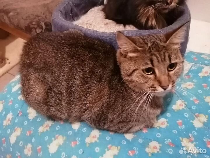 Очень ласковая кошка