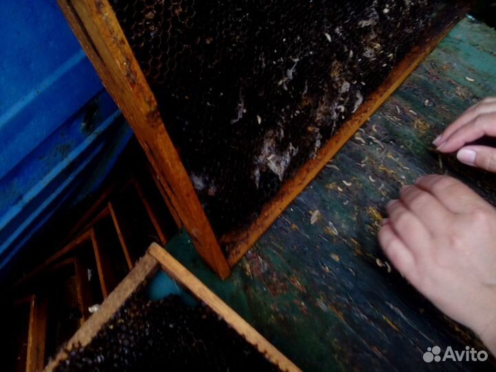 Доставка мёда. Продаю мёд с личной пасеки