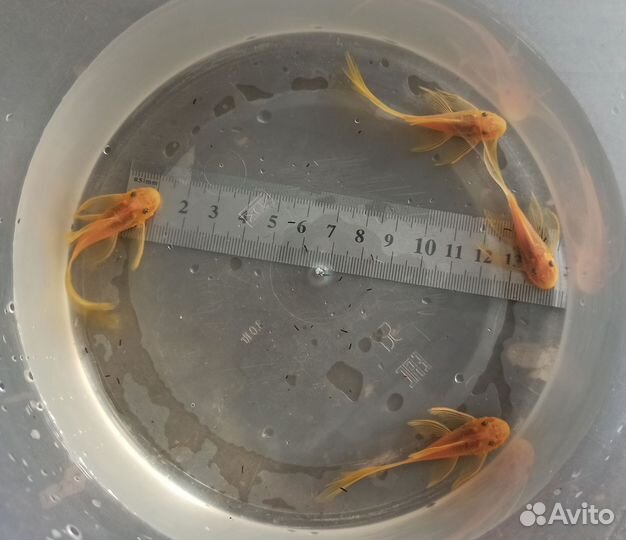 Номерные сомы