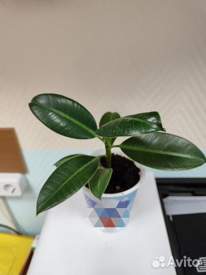 Фикус каучуконосный Эластика