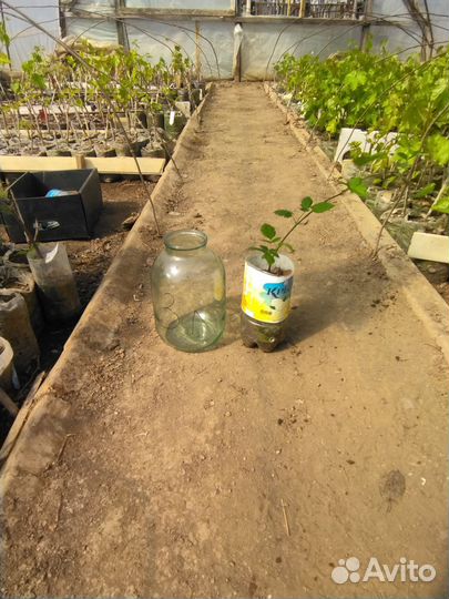 Саженцы ягодных культур