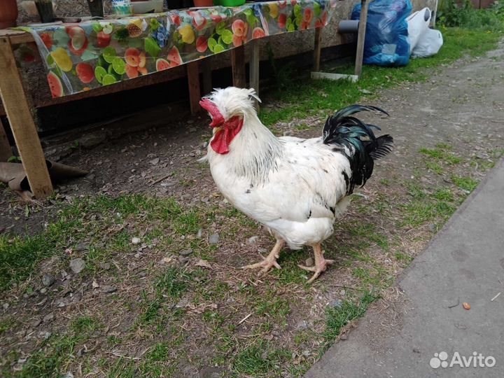 Молодые петухи,взрослые петухи