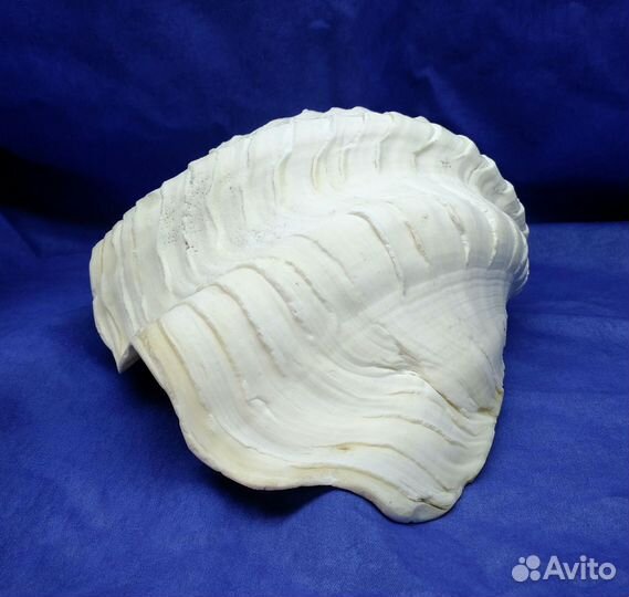 Морская ракушка раковина 34,8*20,3*10 половина
