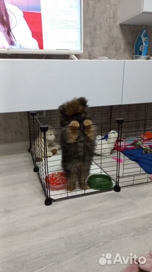 Вольер для щенков