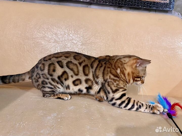 Бенгальский кот