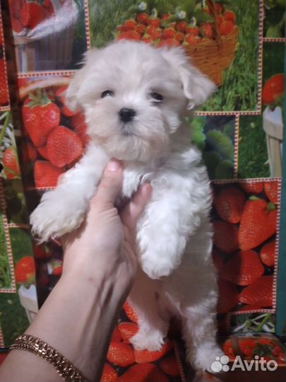 Мальтезе мальчик с документами