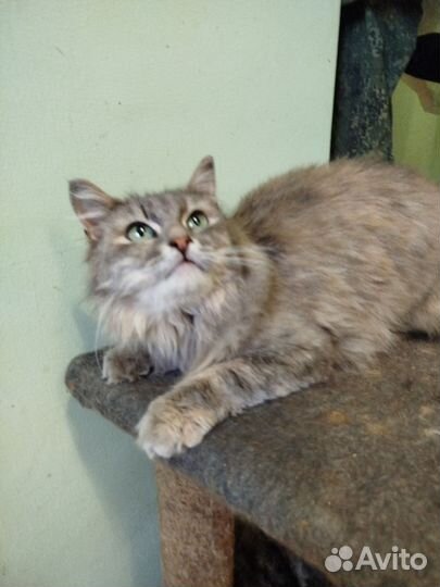 Зеленоглазая красотка