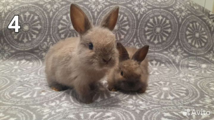Мини карликовый кролик