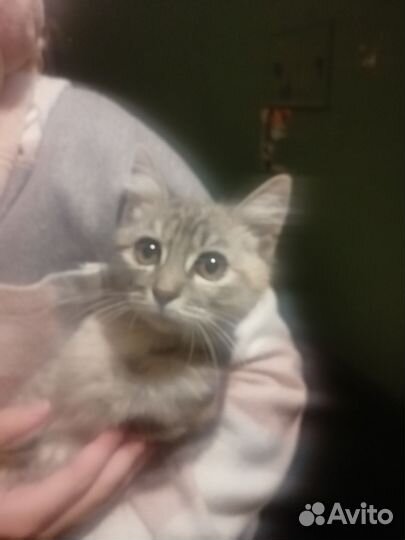 Котёнок в дар