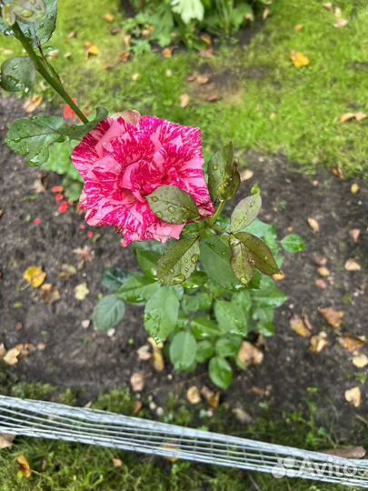 Розы, пеларгония