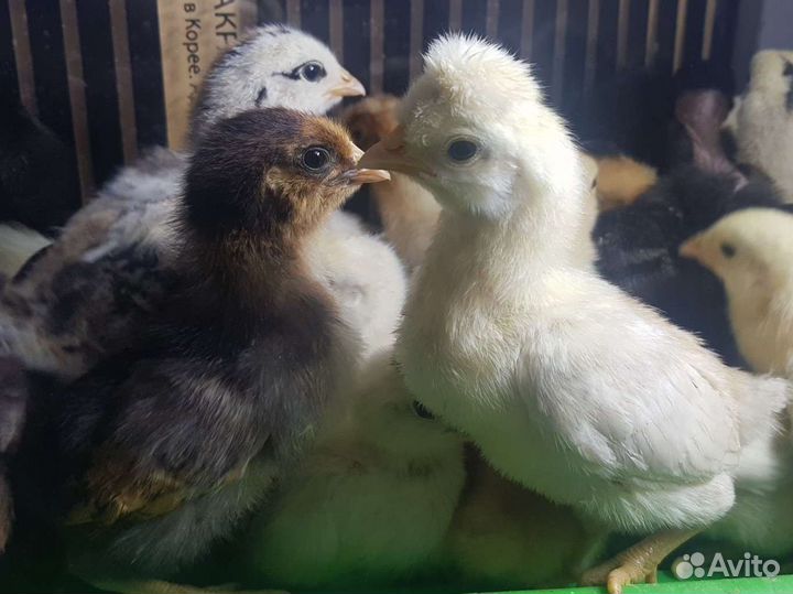 Цыплята домашних несушек