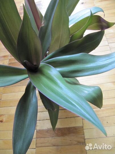 Домашнее растение Рео разноцветная