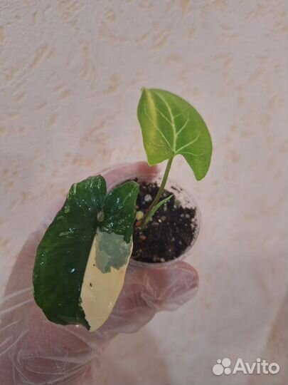 Сингониумы сортовые