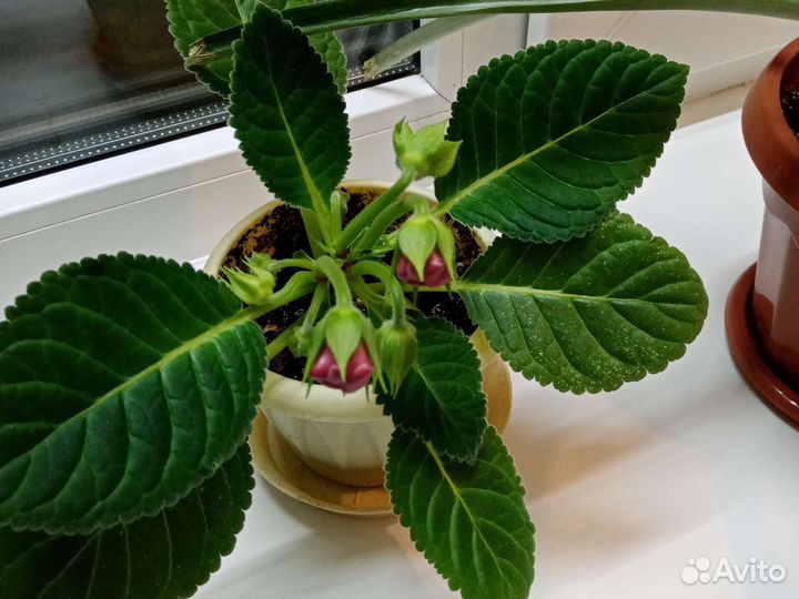 Глоксиния махровая