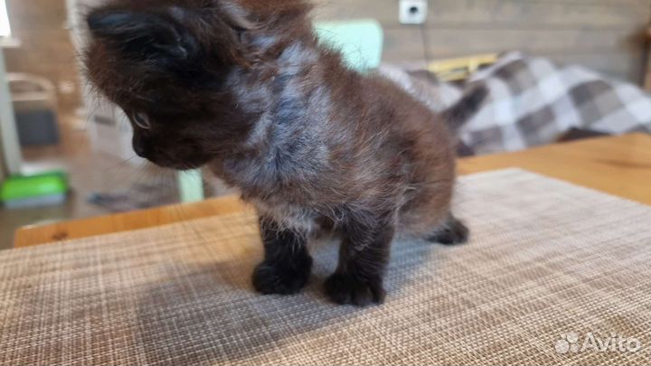 Черный котенок мальчик