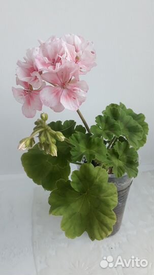 Пеларгония герань