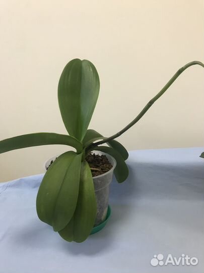 Орхидея фаленопсис Гигант белый