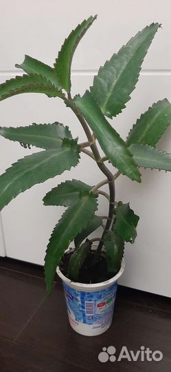 Каланхоэ лечебное