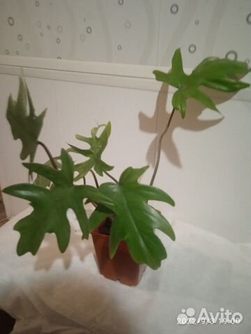 Филодендрон и К