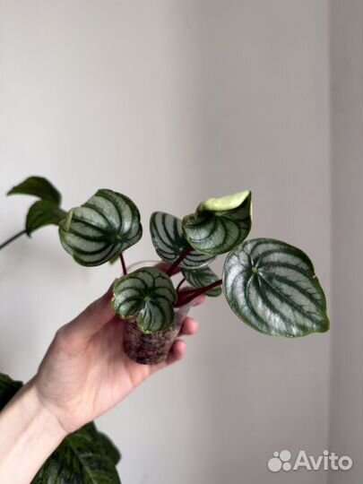 Набор растений №32