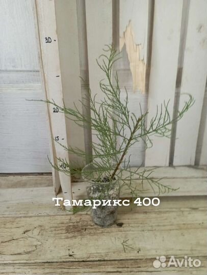 Многолетнее растение для сада Тамарикс