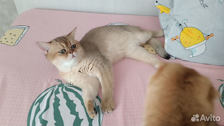 Шотландский котик