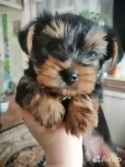 Йоркширский терьер