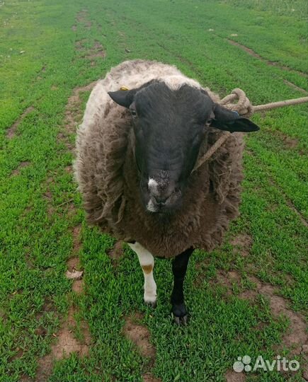 Баран дорпер