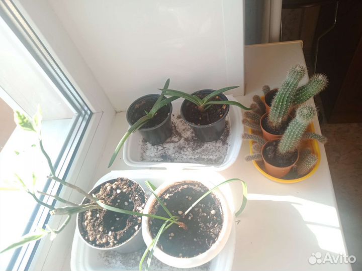 Педилантус, амарилис, алоэ