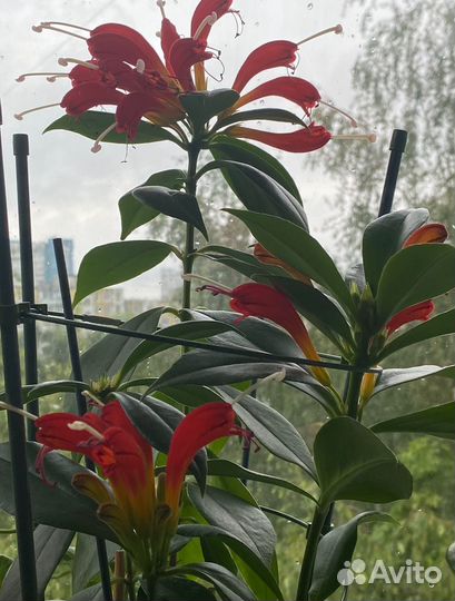 Эсхинантус жар птица