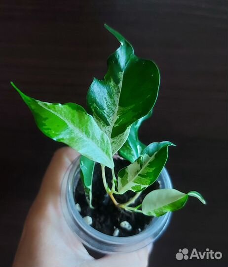 Редкие фикусы