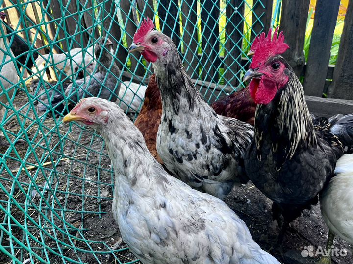 Петушки Сильверудд, Амераукана, Брама, Виандот