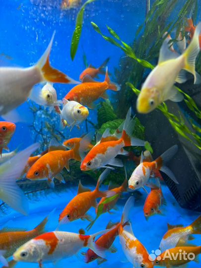 Рыба для пруда