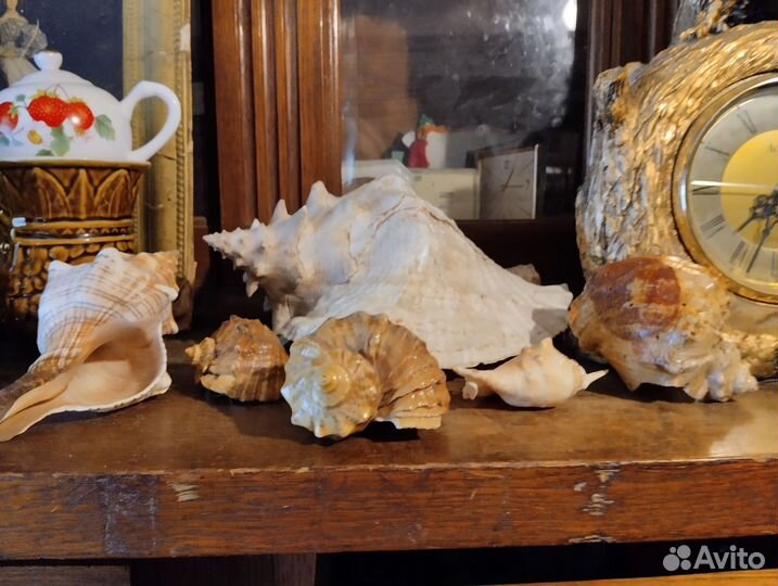 Морские ракушки раковины