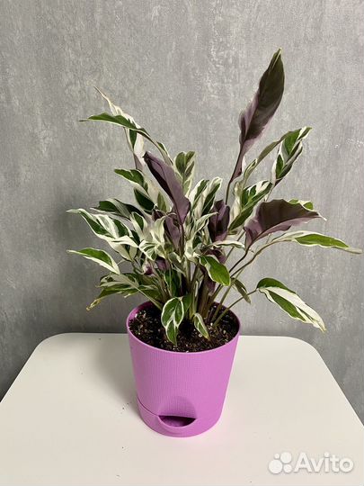 Калатея вайт фюжн