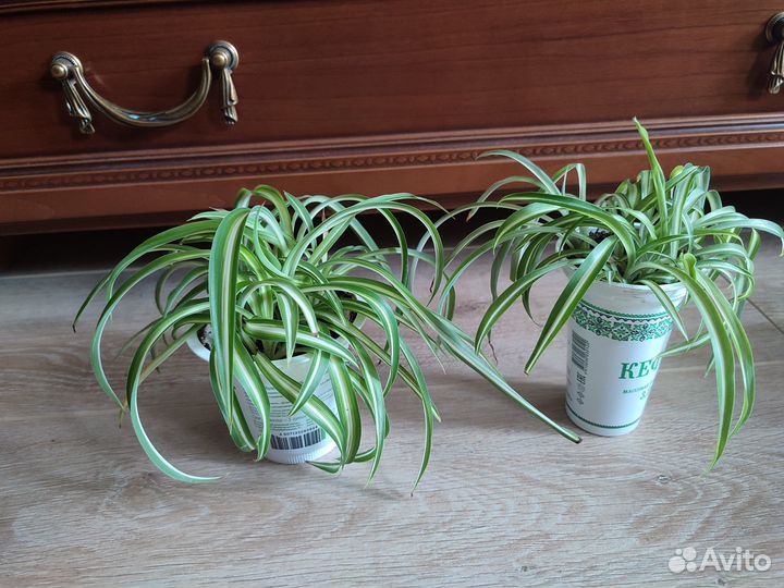 Хлорофитум Бонни кудрявый полосатый