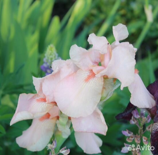 Ирисы сортовые