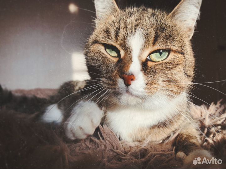 Кошка