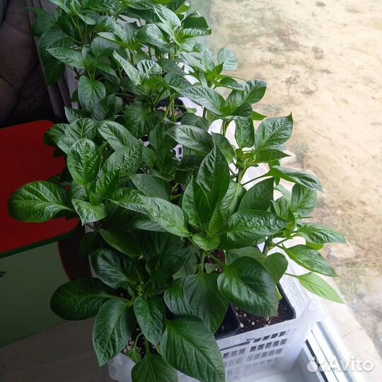 Перец болгарский красный и желтый