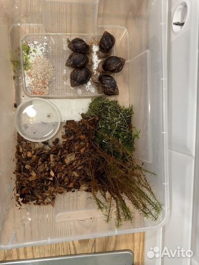 Улитка ахатин