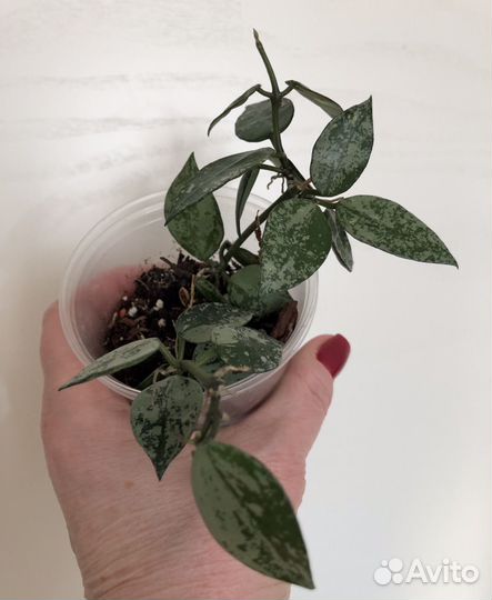 Хойи сортовые