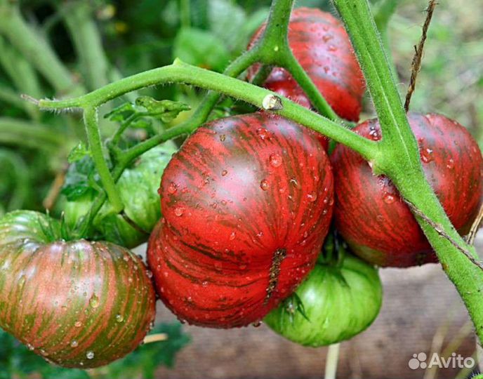 Семена томатов, проект Гном томатный Dwarf