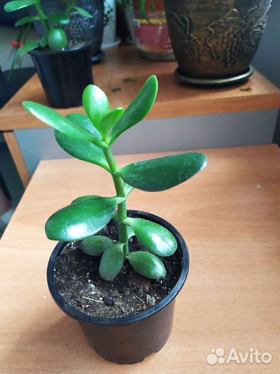 Толстянка (денежное дерево)